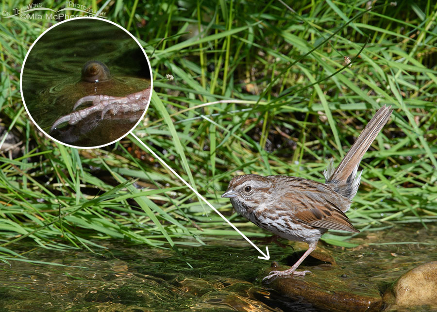Song Sparrow foraging in a creek - Snail in insert, Wasatch Mountains, Morgan County, Utah