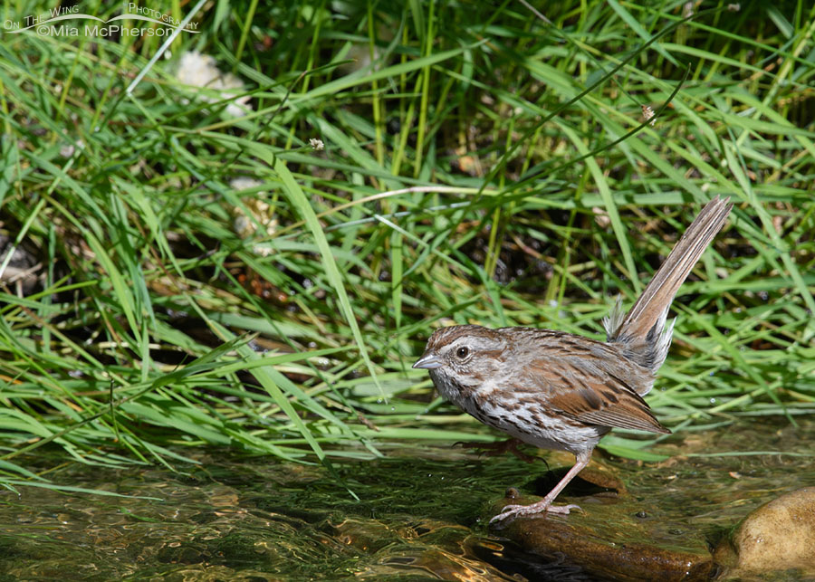Song Sparrow adult foraging in a creek, Wasatch Mountains, Morgan County, Utah