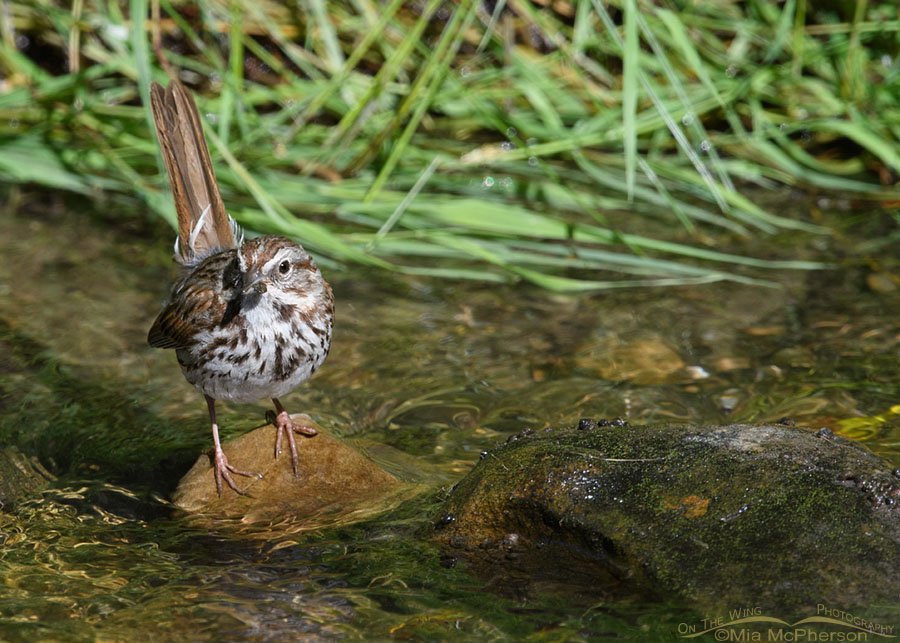 Adult Song Sparrow eating a snail, Wasatch Mountains, Morgan County, Utah