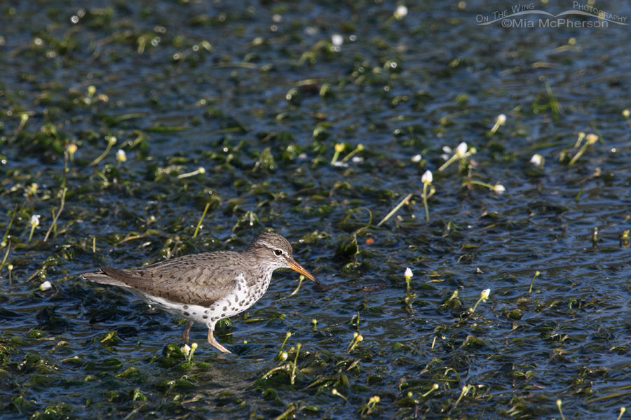 Adult Spotted Sandpiper foraging in White Water Crowfoot, Wasatch Mountains, Summit County, Utah