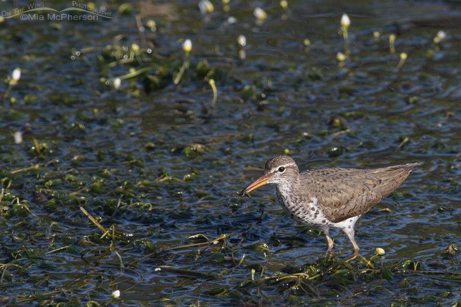 Spotted Sandpiper with prey in its bill, Wasatch Mountains, Summit County, Utah