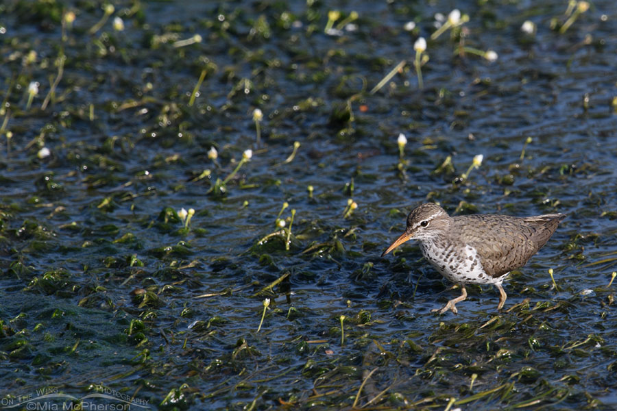 Adult Spotted Sandpiper foraging in a mountain creek, Wasatch Mountains, Summit County, Utah