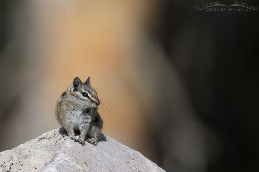 Uinta Chipmunk in front of a sunlit tree trunk, Uinta Mountains, Uinta National Forest, Summit County, Utah