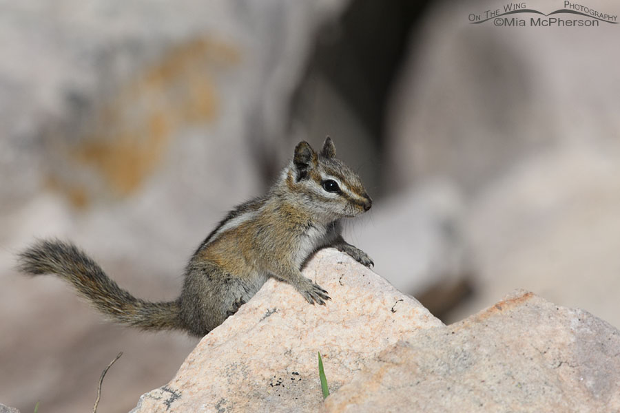 Uinta Chipmunk on a small rock, Uinta Mountains, Uinta National Forest, Summit County, Utah