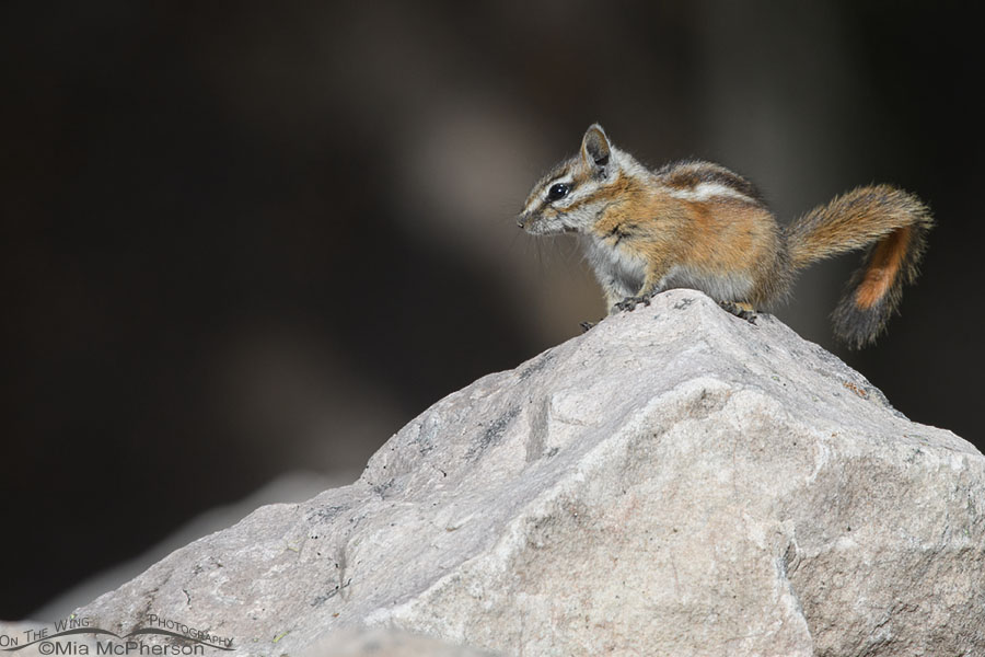 Uinta Chipmunk in the high Uinta Mountains, Uinta Mountains, Uinta National Forest, Summit County, Utah