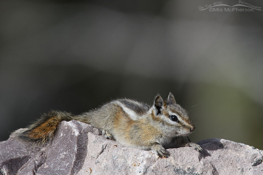 Uinta Chipmunk resting on a sunlit boulder, Uinta Mountains, Uinta National Forest, Summit County, Utah
