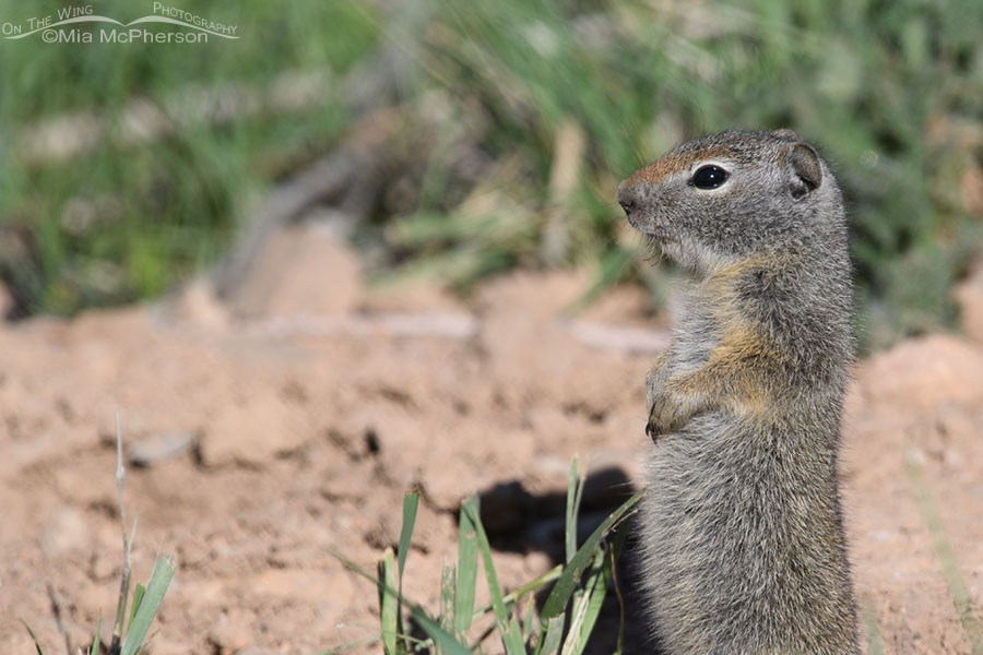 Baby Uinta Ground Squirrel standing near its burrow, Wasatch Mountains, Summit County, Utah