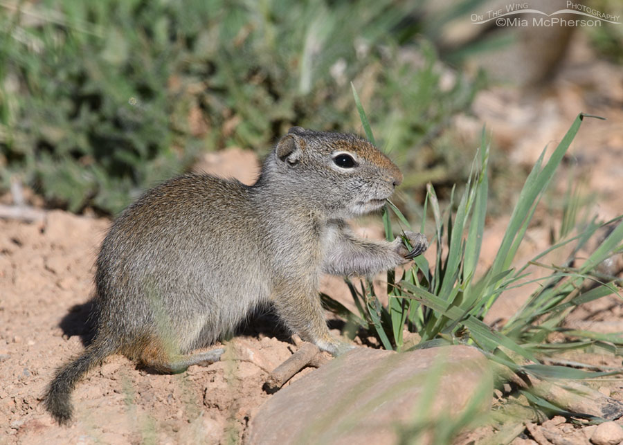 Baby Uinta Ground Squirrel eating grass, Wasatch Mountains, Summit County, Utah