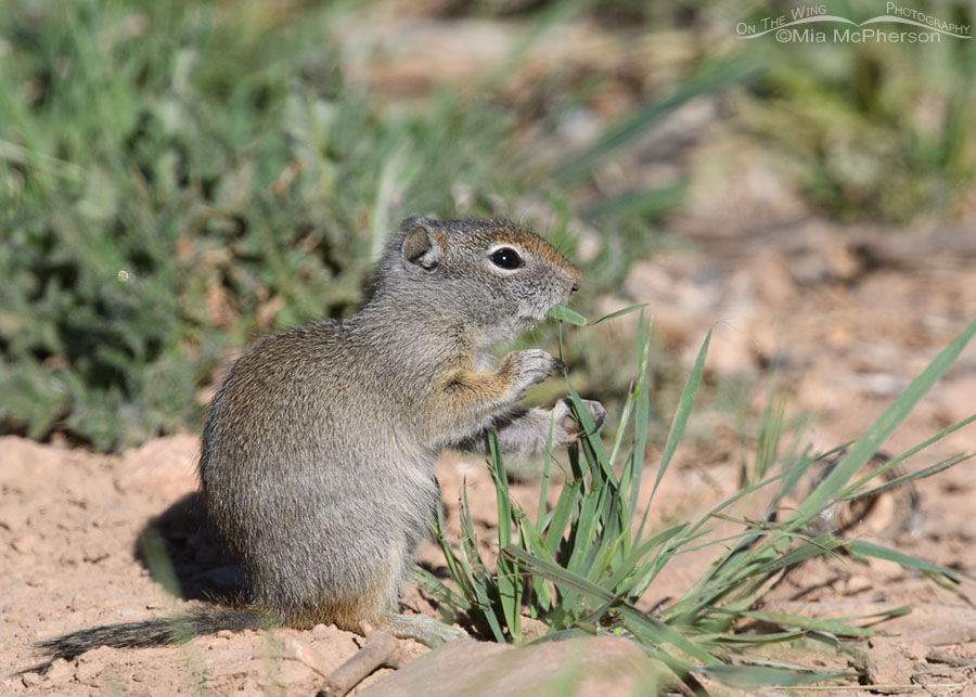 Uinta Ground Squirrel baby eating a piece of grass, Wasatch Mountains, Summit County, Utah