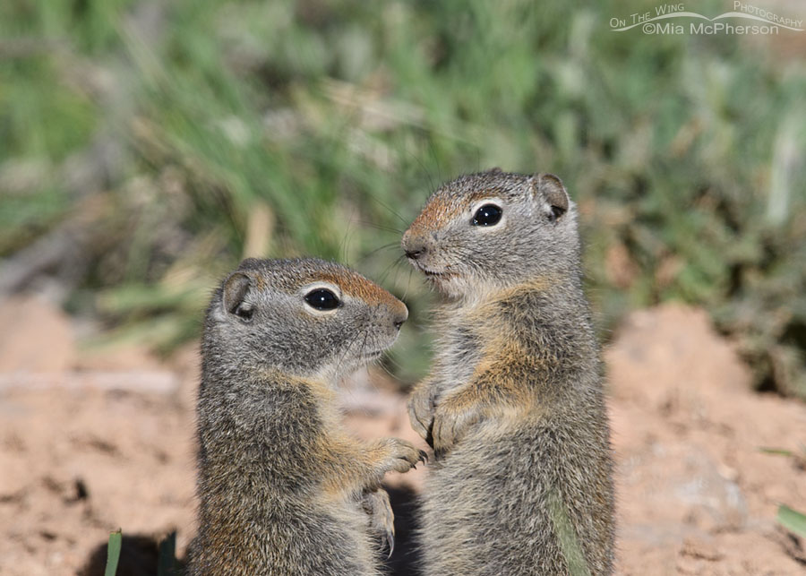 Two alert baby Uinta Ground Squirrels, Wasatch Mountains, Summit County, Utah
