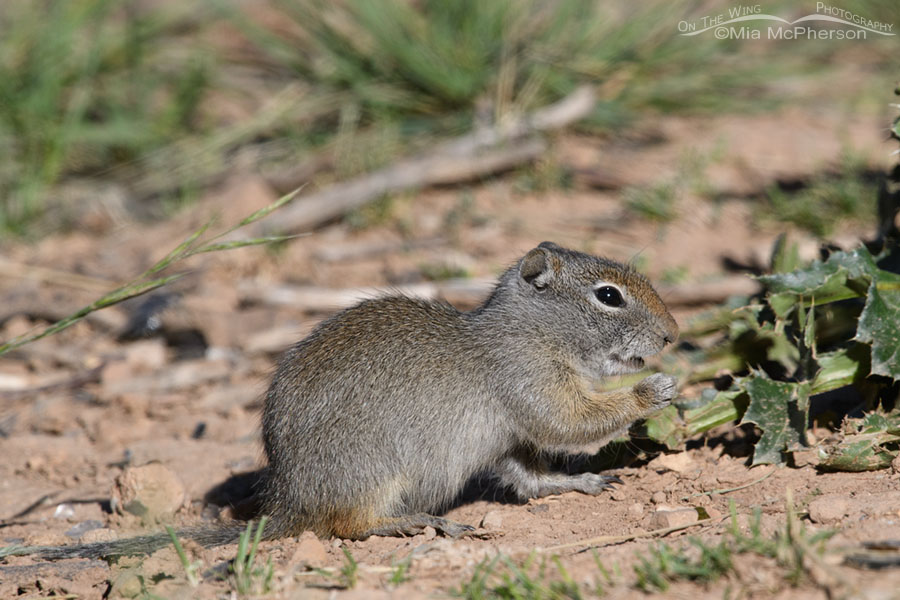 Uinta Ground Squirrel baby in June, Wasatch Mountains, Summit County, Utah