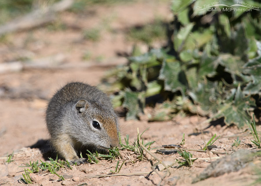 Curious baby Uinta Ground Squirrel, Wasatch Mountains, Summit County, Utah