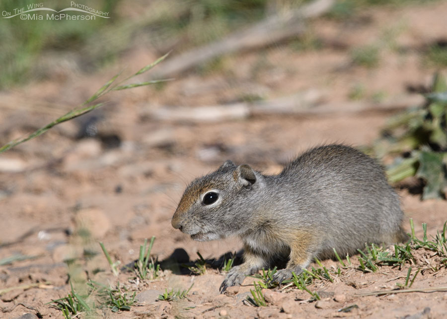Baby Uinta Ground Squirrel in the Wasatch Mountains, Summit County, Utah