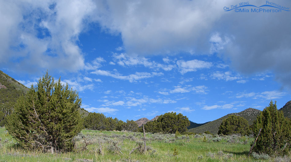 West Desert Junipers, mountains and clouds, West Desert, Tooele County, Utah