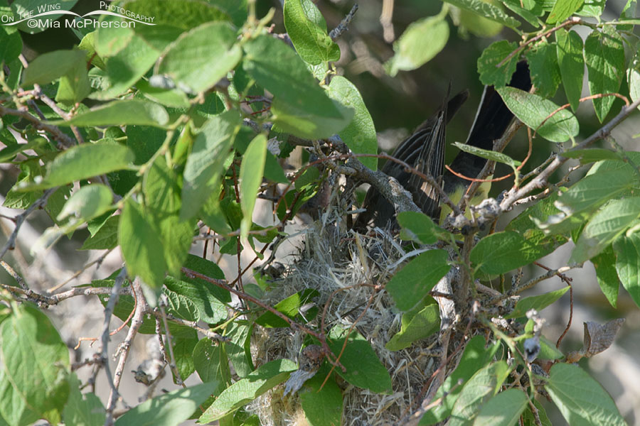 Western Kingbird entering a Bullock's Oriole nest, Box Elder County, Utah