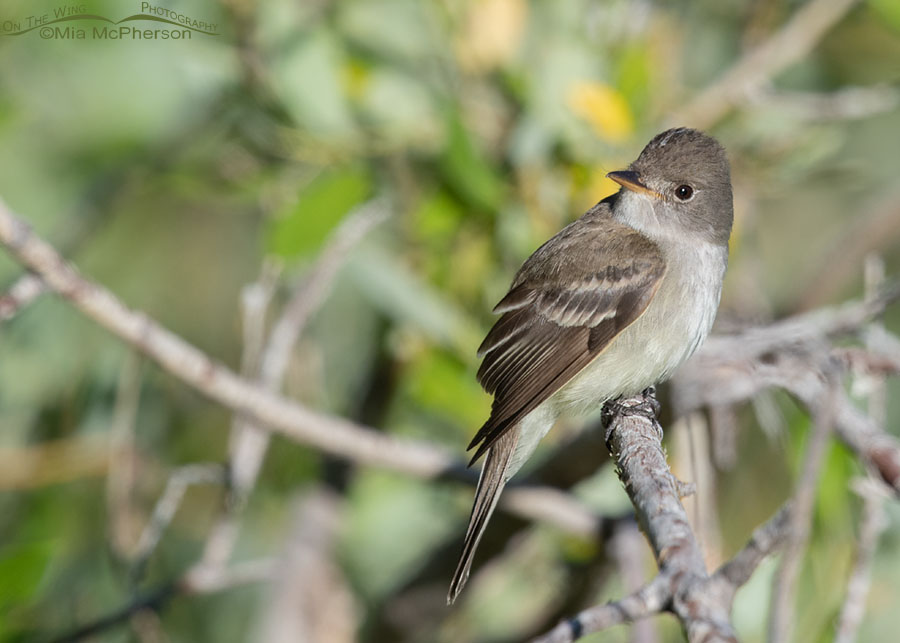 Willow Flycatcher perched in front of a willow thicket, Wasatch Mountains, Summit County, Utah
