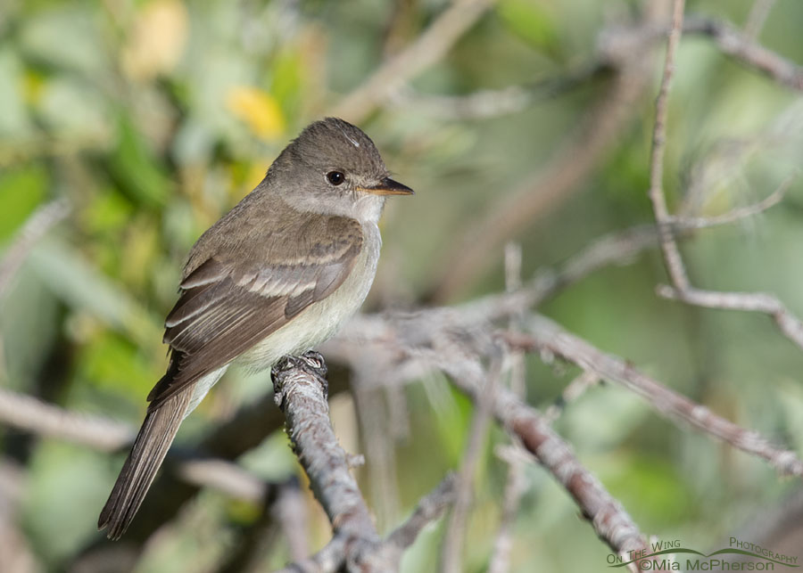 Adult Willow Flycatcher on a June morning, Wasatch Mountains, Summit County, Utah