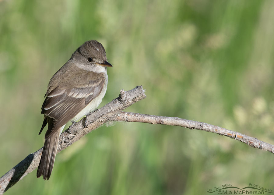 Willow Flycatcher on a dead branch, Wasatch Mountains, Summit County, Utah