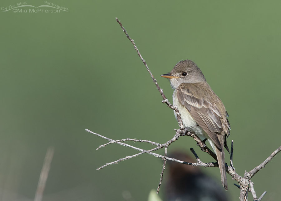 Adult Willow Flycatcher on top of a stand of willows, Wasatch Mountains, Summit County, Utah