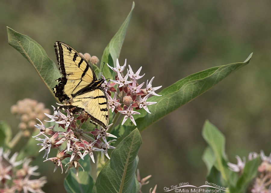 Two-tailed Swallowtail on Showy Milkweed, Wasatch Mountains, Morgan County, Utah
