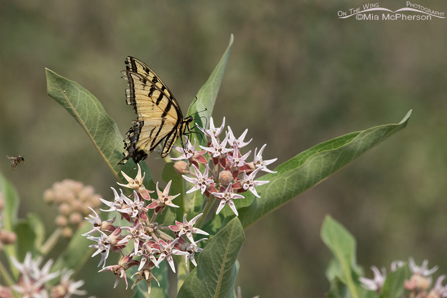 Two-tailed Swallowtail nectaring on Showy Milkweed, Wasatch Mountains, Morgan County, Utah