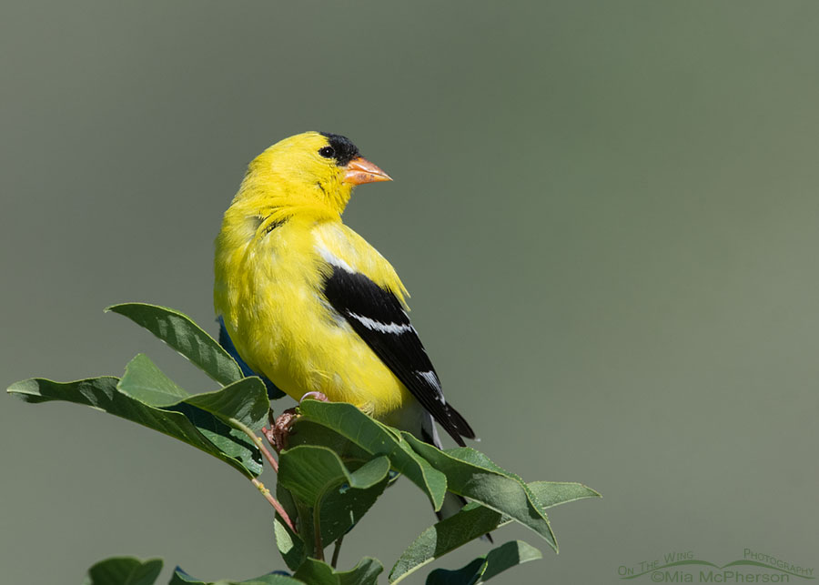 Male American Goldfinch perched on a chokecherry tree, Wasatch Mountains, Summit County, Utah