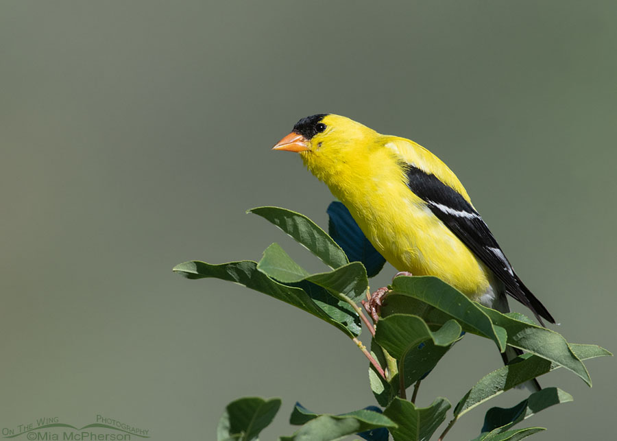 Adult male American Goldfinch in the Wasatch Mountains, Summit County, Utah