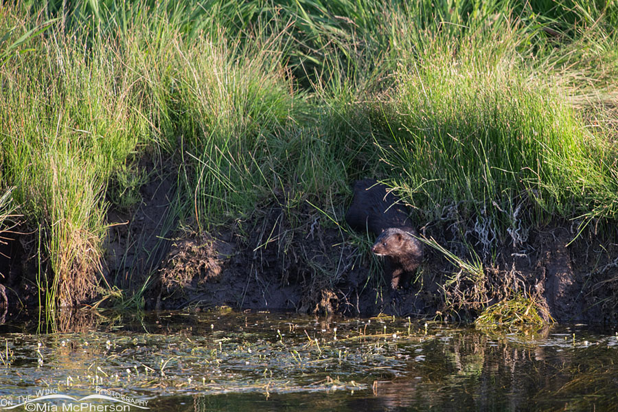 American Mink in early morning light, Wasatch Mountains, Summit County, Utah