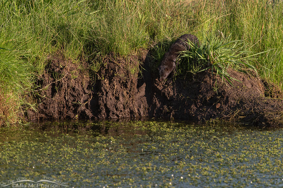 American Mink diving into a creek, Wasatch Mountains, Summit County, Utah