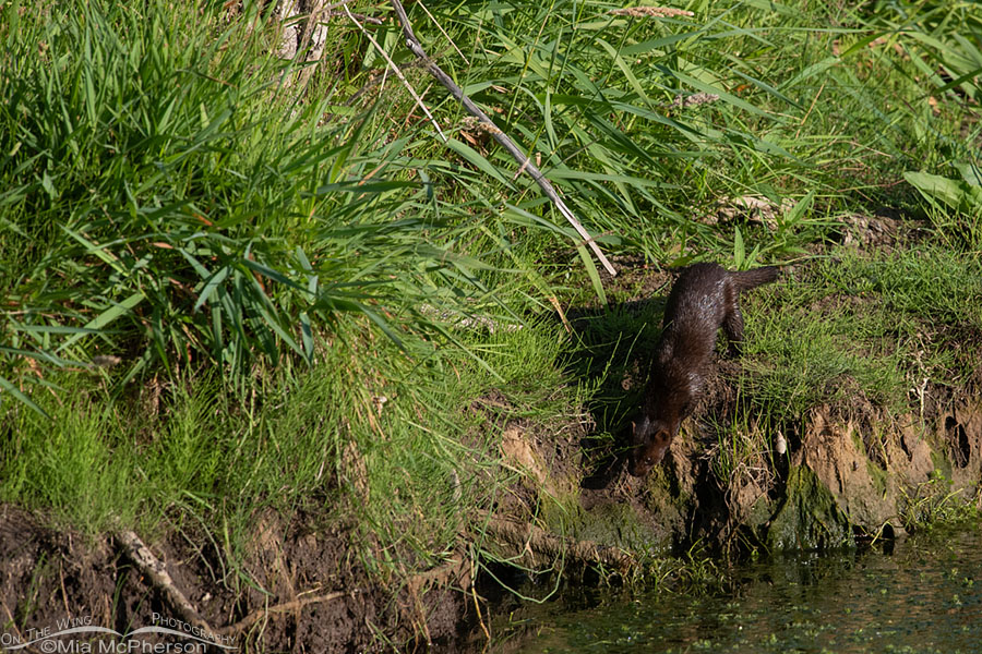 American Mink moving down the bank of a creek, Wasatch Mountains, Summit County, Utah