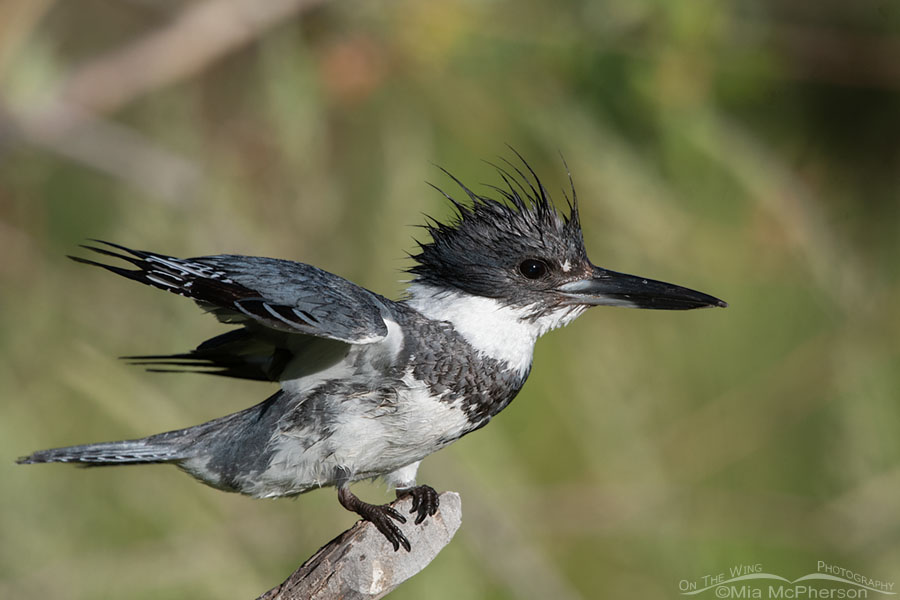 Male Belted Kingfisher settling down, Wasatch Mountains, Summit County, Utah