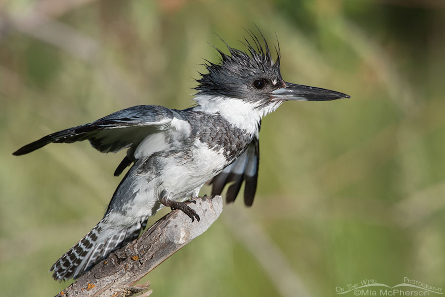 Adult male Belted Kingfisher being defensive, Wasatch Mountains, Summit County, Utah