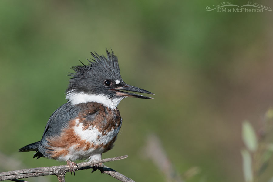 Immature Belted Kingfisher calling, Wasatch Mountains, Summit County, Utah