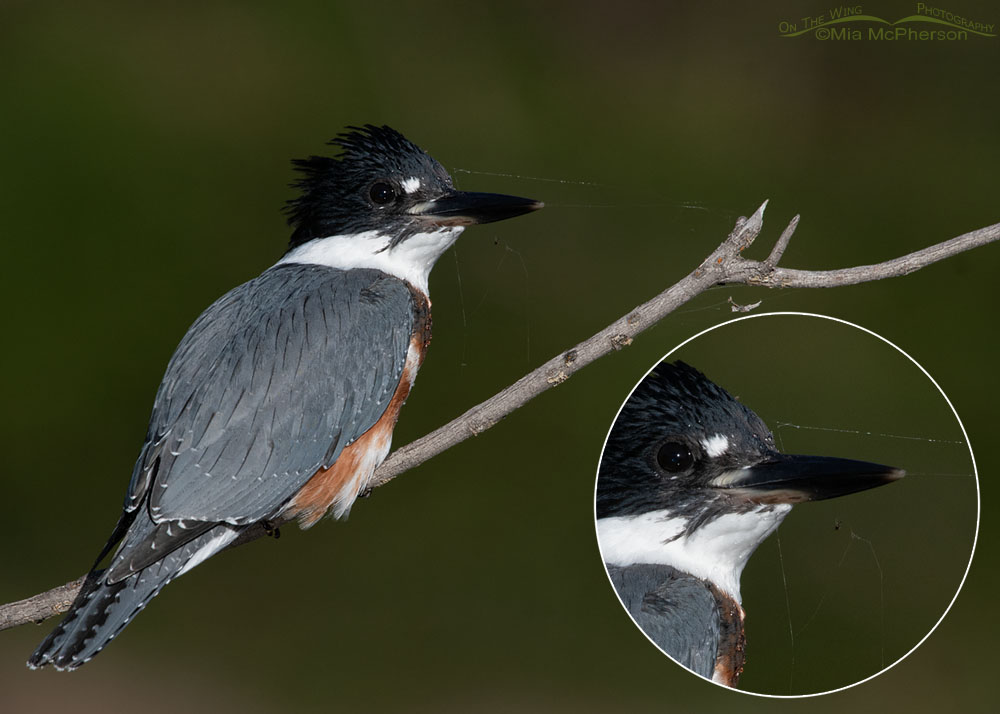 Immature Belted Kingfisher with a spider web on its face - With inset, Wasatch Mountains, Summit County, Utah