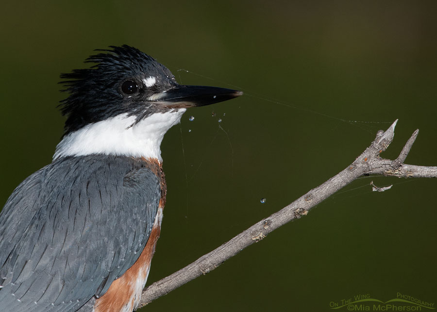 Immature Belted Kingfisher and a spider web close up, Wasatch Mountains, Summit County, Utah