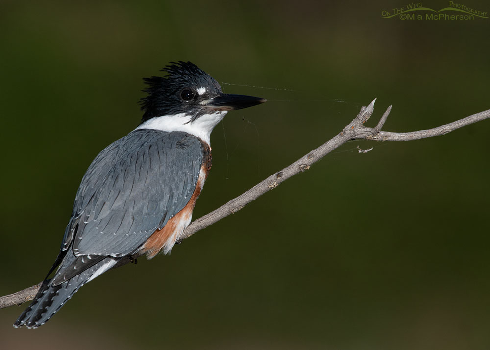 Immature Belted Kingfisher with a spider web on its face, Wasatch Mountains, Summit County, Utah