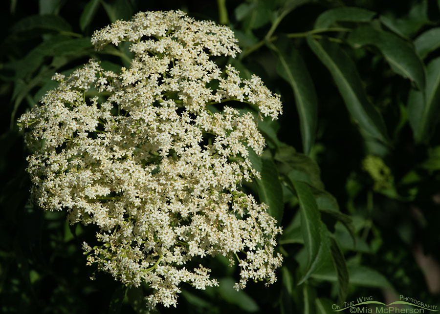 Blue Elderberry blossoms, Wasatch Mountains, Summit County, Utah
