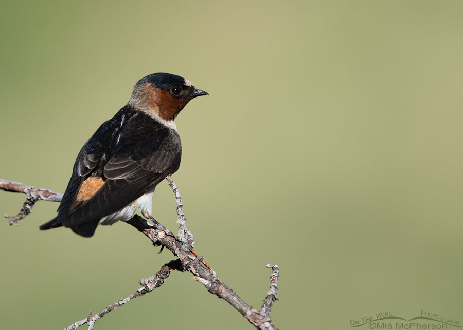 Adult Cliff Swallow perched on a dead branch, Wasatch Mountains, Summit County, Utah