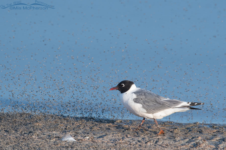 Brine flies and a Franklin's Gull on the shore of the Great Salt Lake, Antelope Island State Park, Davis County, Utah