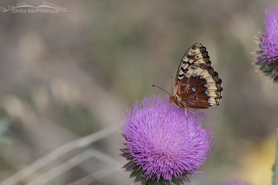 Great Spangled Fritillary butterfly female in July, Wasatch Mountains, Morgan County, Utah