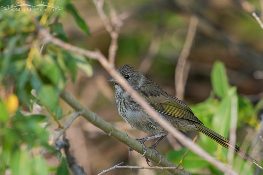 Cruddy photo of an immature Green-tailed Towhee, Wasatch Mountains, Summit County, Utah
