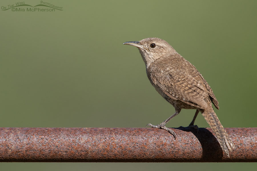Adult House Wren perched on a rusty pipe, Wasatch Mountains, Summit County, Utah
