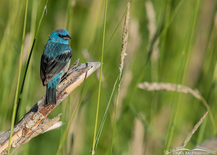 Male Lazuli Bunting taking a short break from foraging, Wasatch Mountains, Summit County, Utah