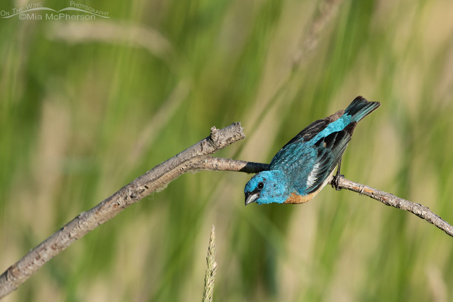 Lazuli Bunting male reaching out for grass seeds, Wasatch Mountains, Summit County, Utah