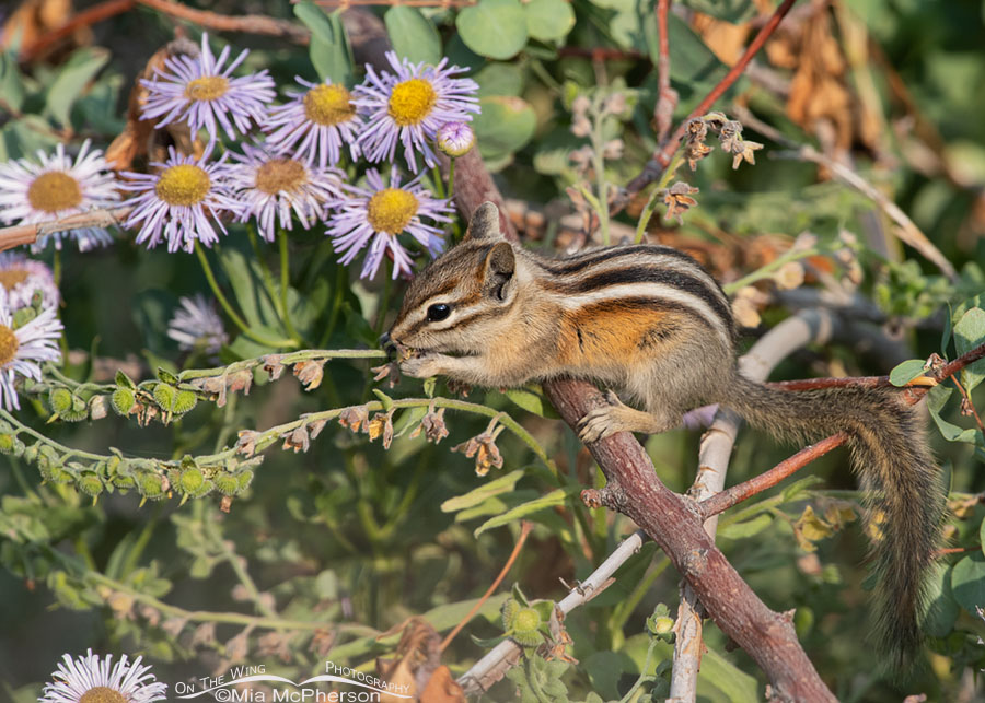 Least Chipmunk eating in front of wildflowers from the aster family, Wasatch Mountains, Morgan County, Utah