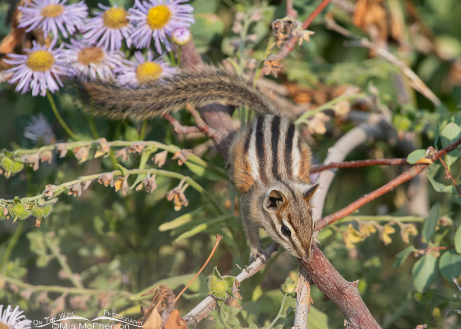 Least Chipmunk crawling down a branch, Wasatch Mountains, Morgan County, Utah