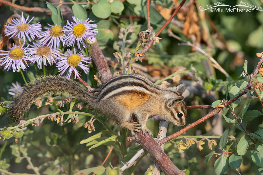Least Chipmunk in front of wildflowers, Wasatch Mountains, Morgan County, Utah