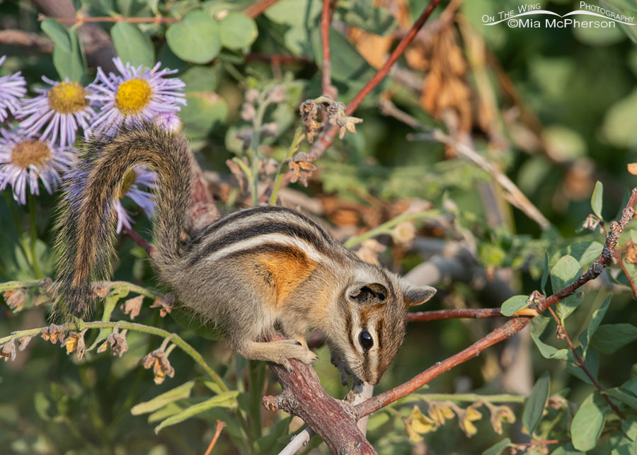 Least Chipmunk on a smoky morning in the mountains, Wasatch Mountains, Morgan County, Utah