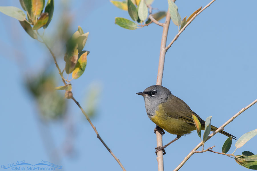 Adult male MacGillivray’s Warbler resting in a willow, Wasatch Mountains, Morgan County, Utah