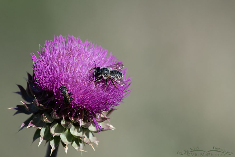 Musk Thistle with two bee species on it, Wasatch Mountains, Morgan County, Utah